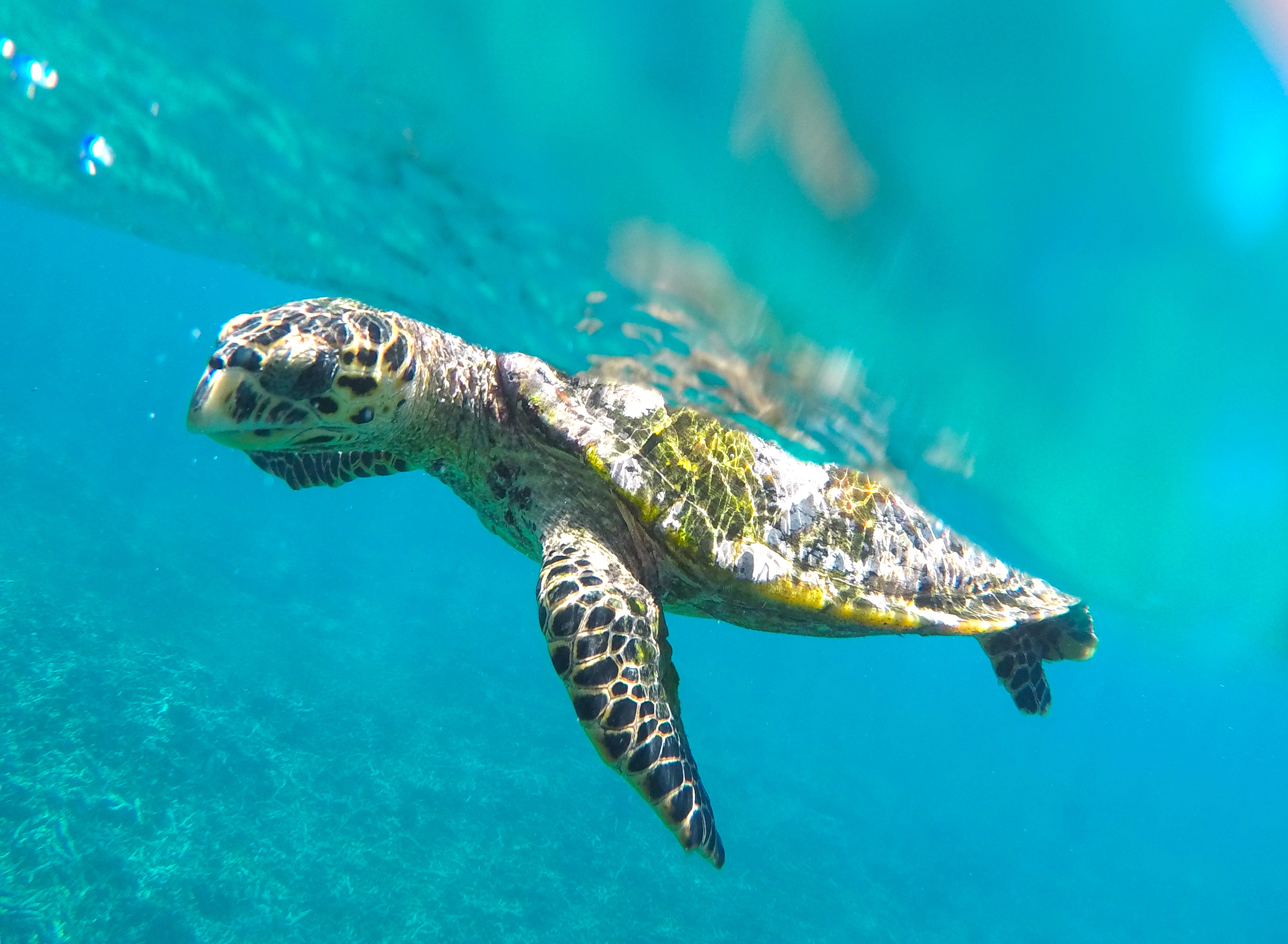 Hawksbill Sea Turtle copyright Thomas Udhayasingh
